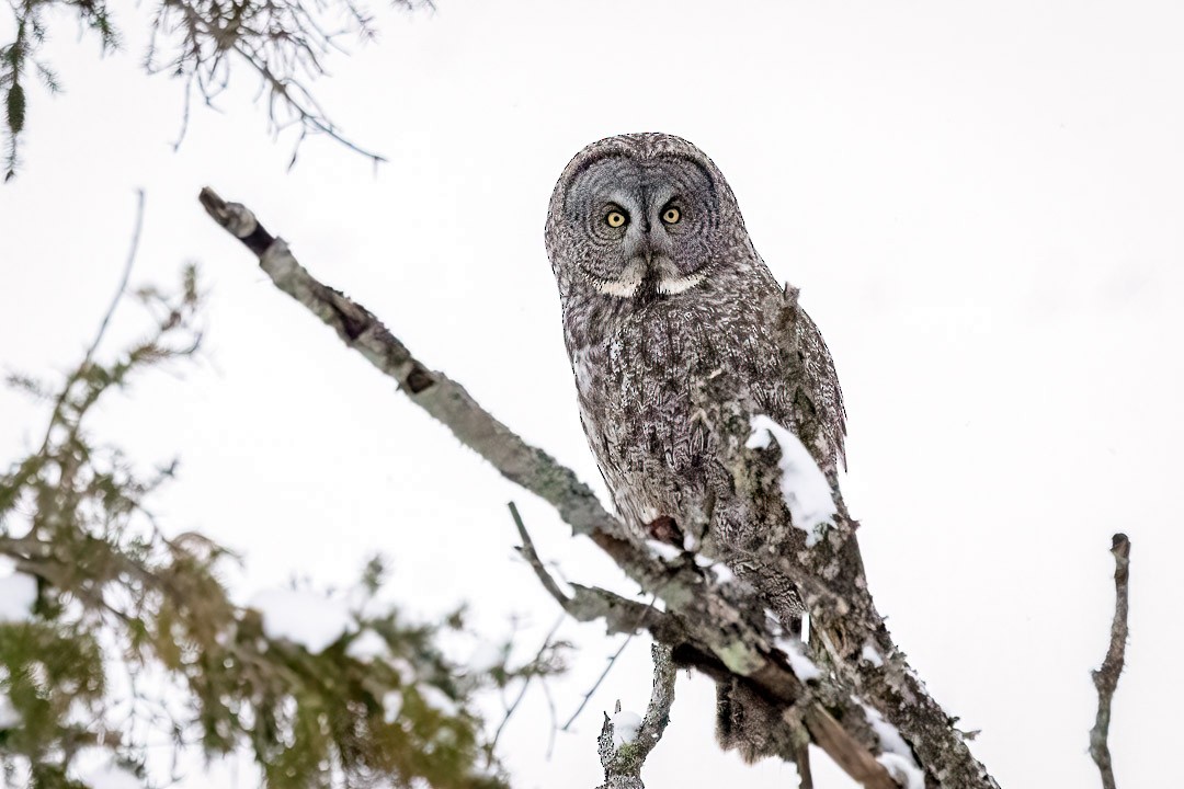 Great Gray Owl - ML405148801