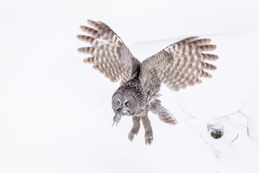 Great Gray Owl - ML405149131