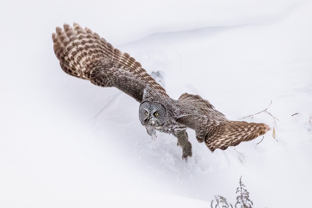 Great Gray Owl - ML405149191