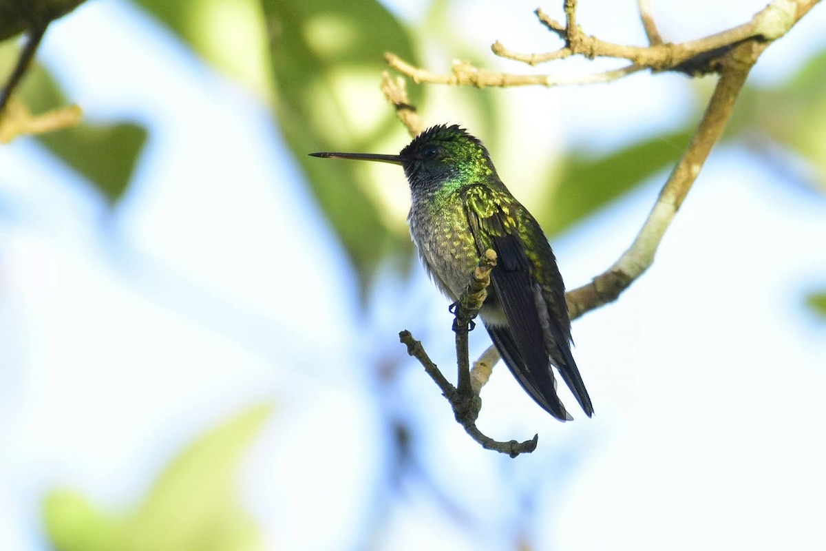Sapphire-throated Hummingbird - David de Rivera Tønnessen