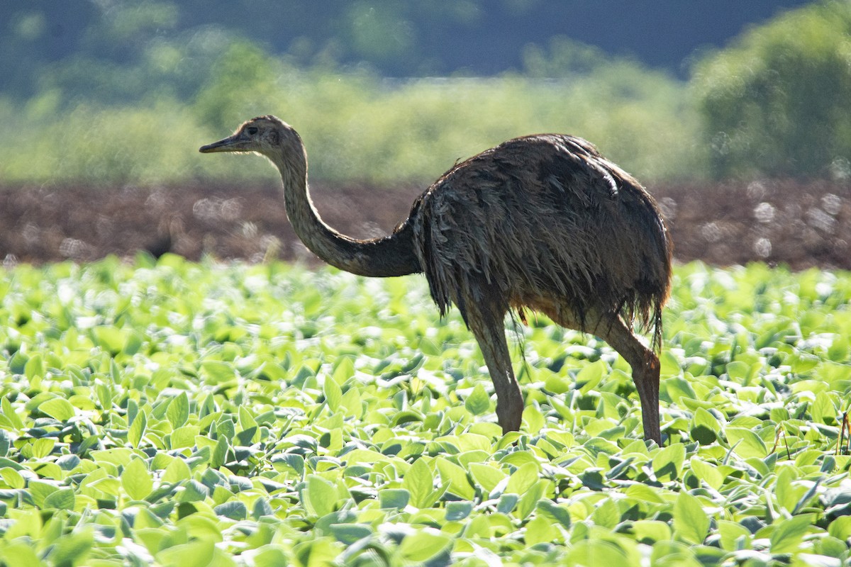 Greater Rhea - Marco Silva