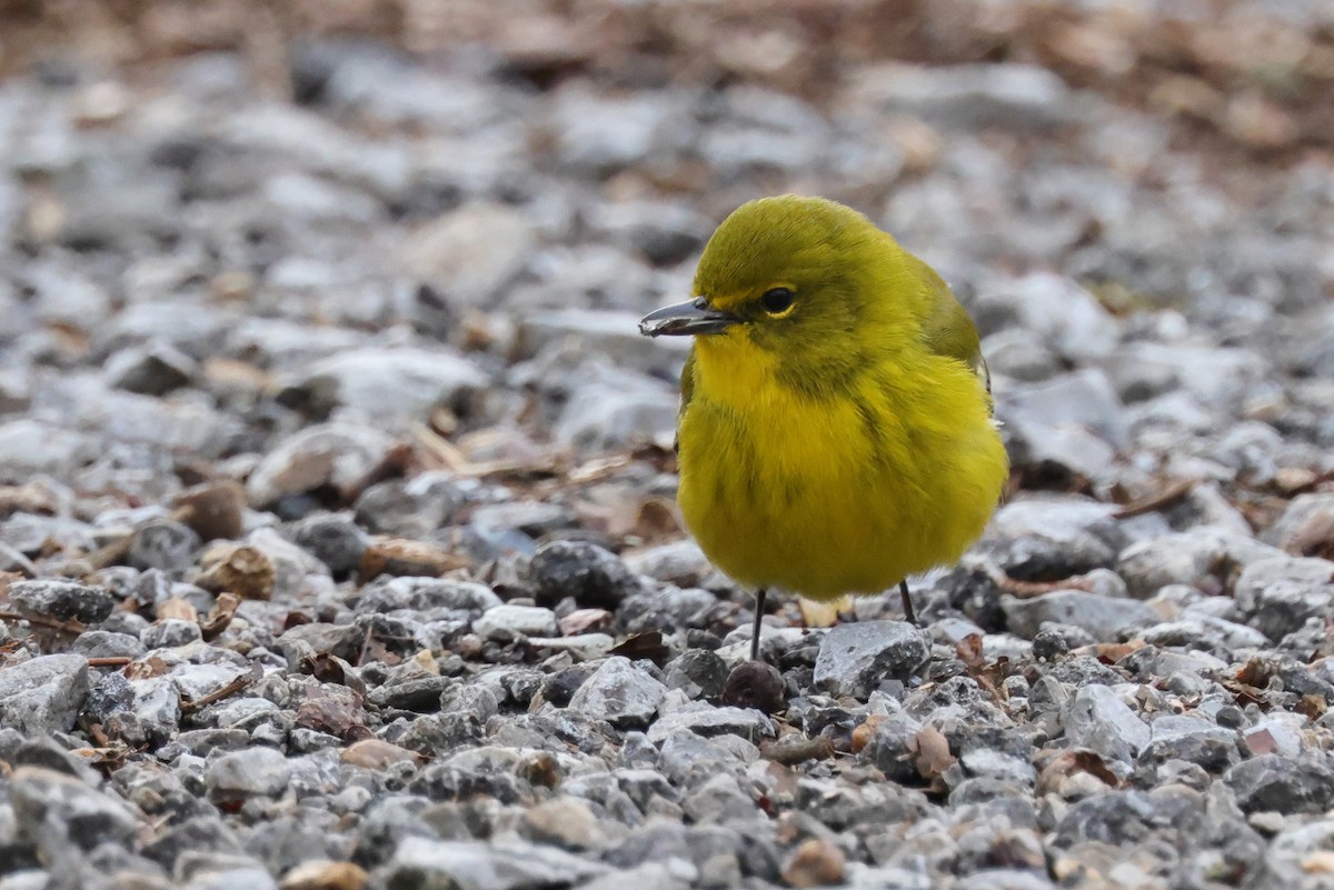 Pine Warbler - ML405154251