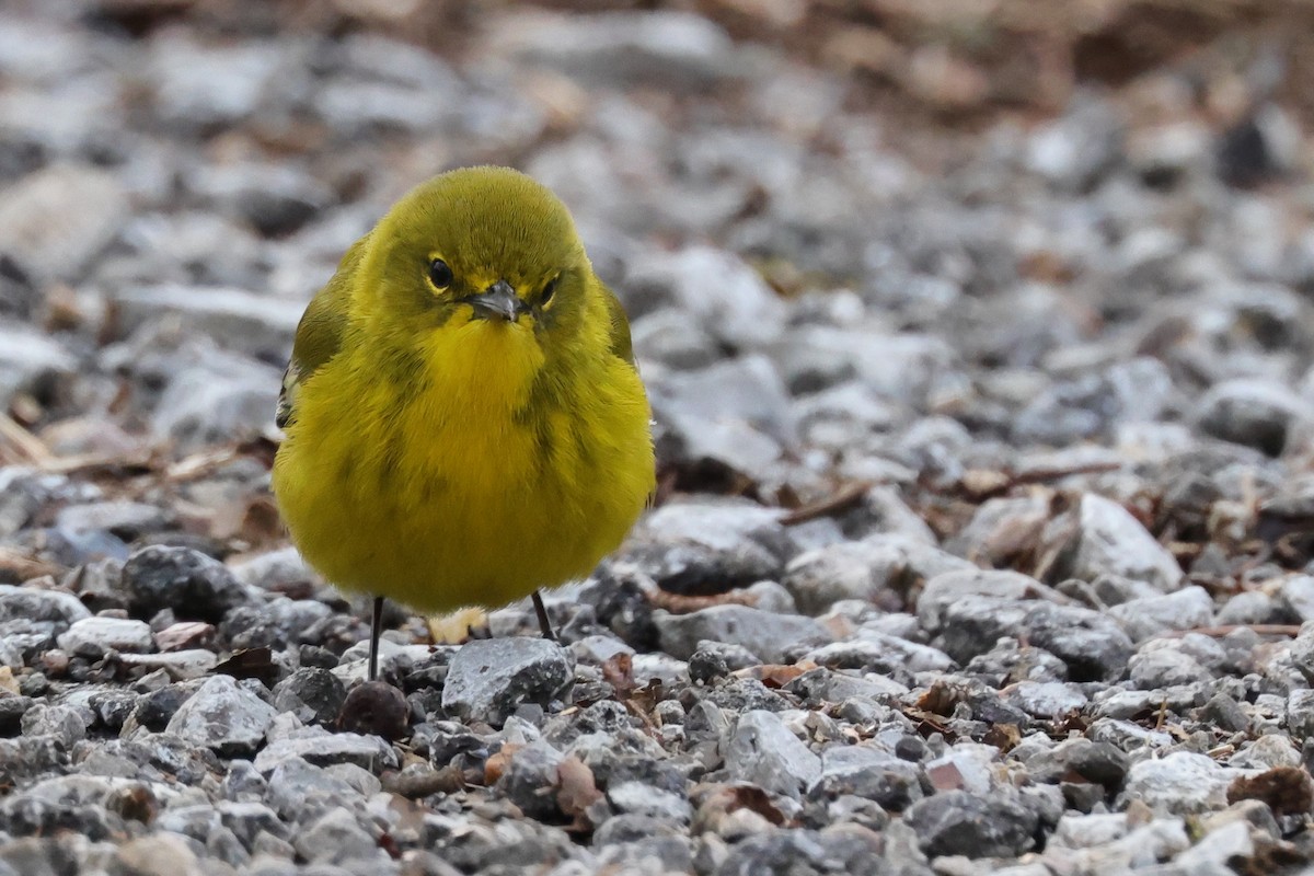 Pine Warbler - ML405154411