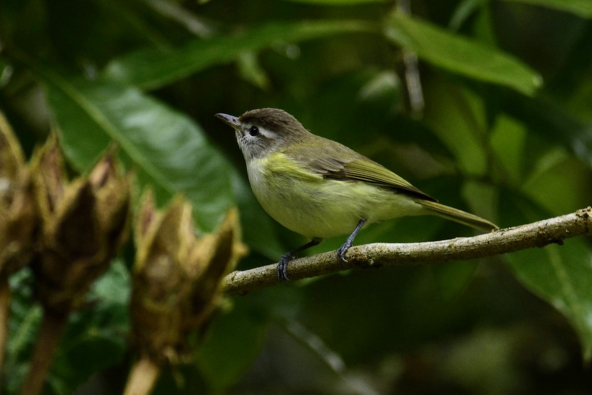 Brown-capped Vireo - ML405154481