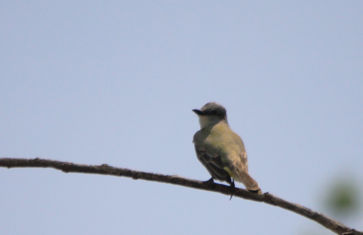 Couch's Kingbird - ML40515471