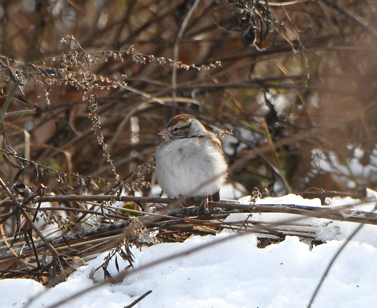 Chipping Sparrow - ML405155761