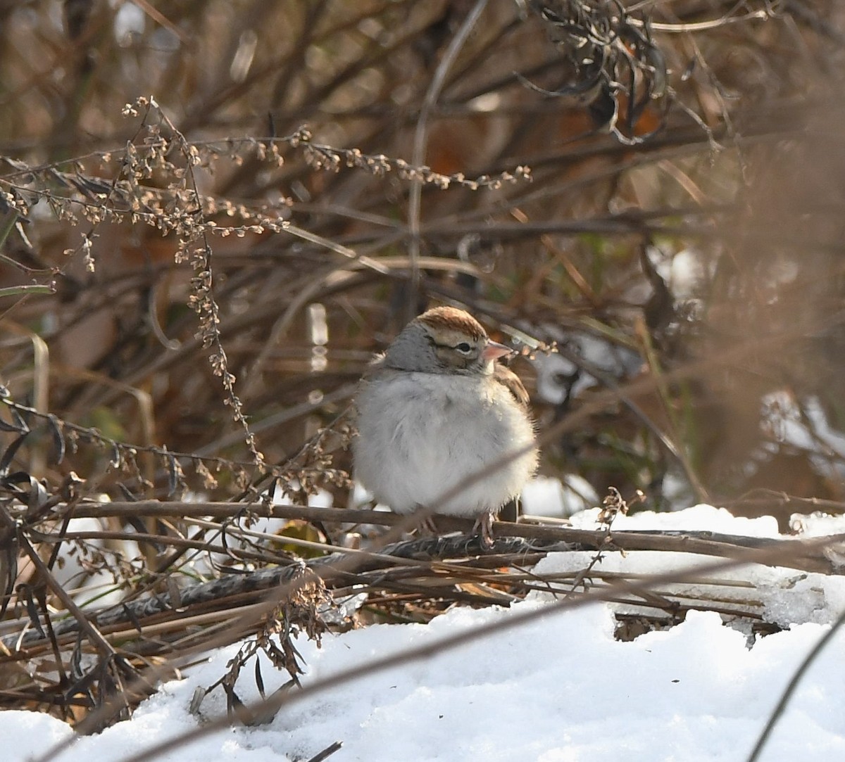 Chipping Sparrow - ML405156061