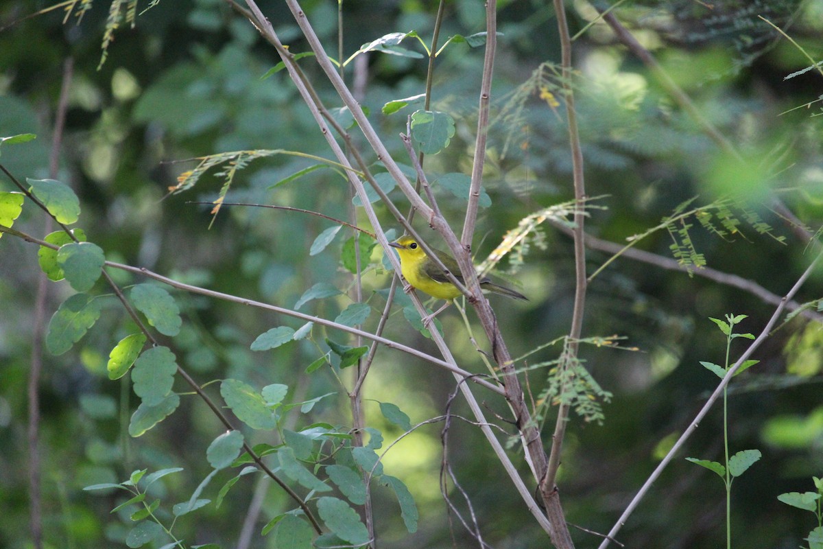 Hooded Warbler - ML405156211