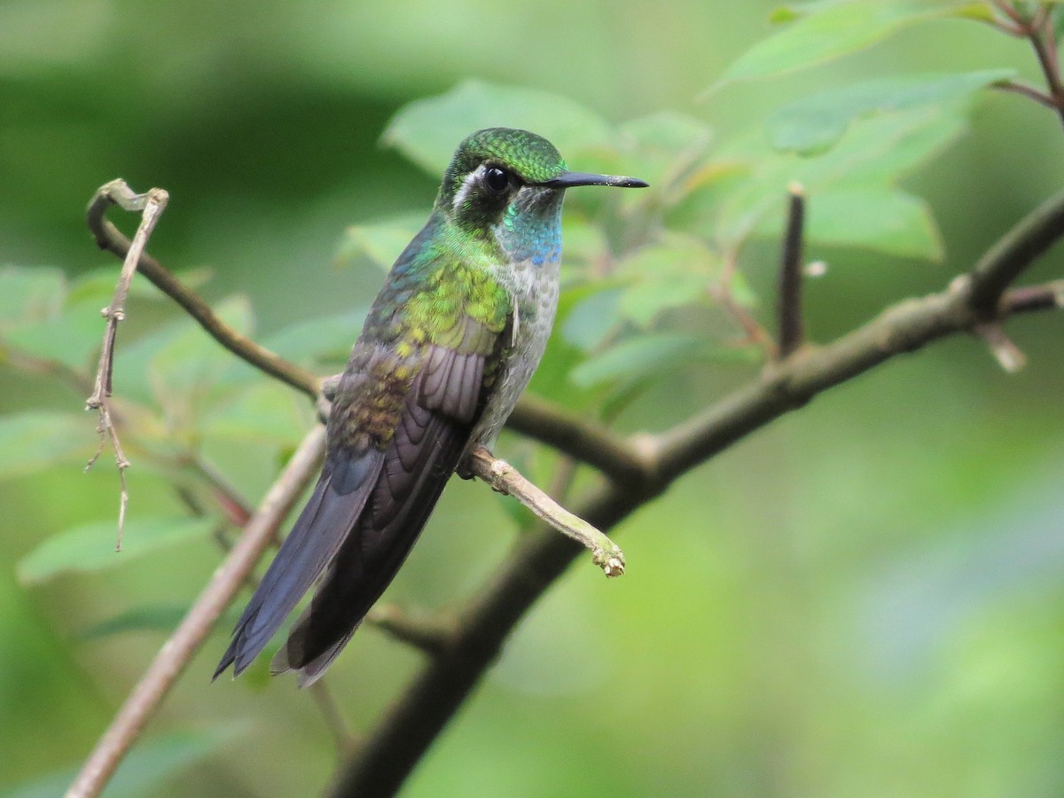 Green-throated Mountain-gem - Oliver  Komar
