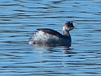 Eared Grebe - lynda fenneman