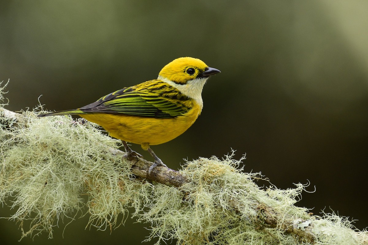 Silver-throated Tanager - ML405157651