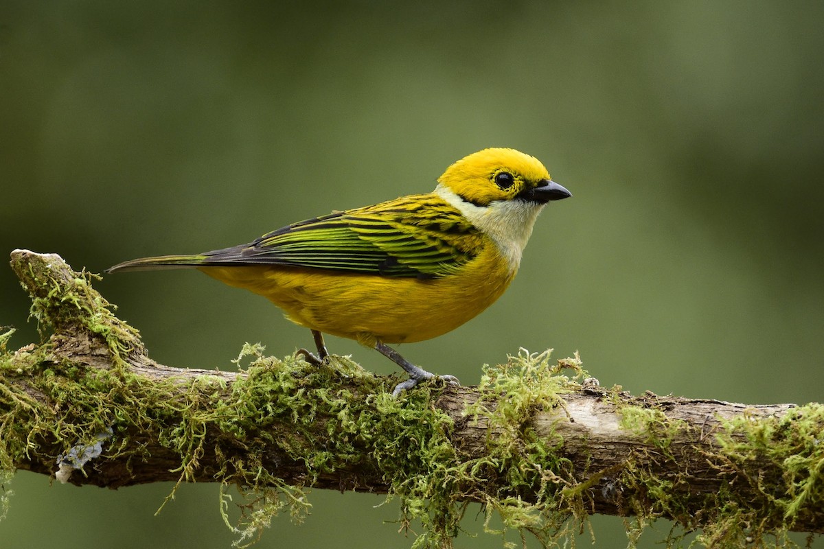 Silver-throated Tanager - ML405157801