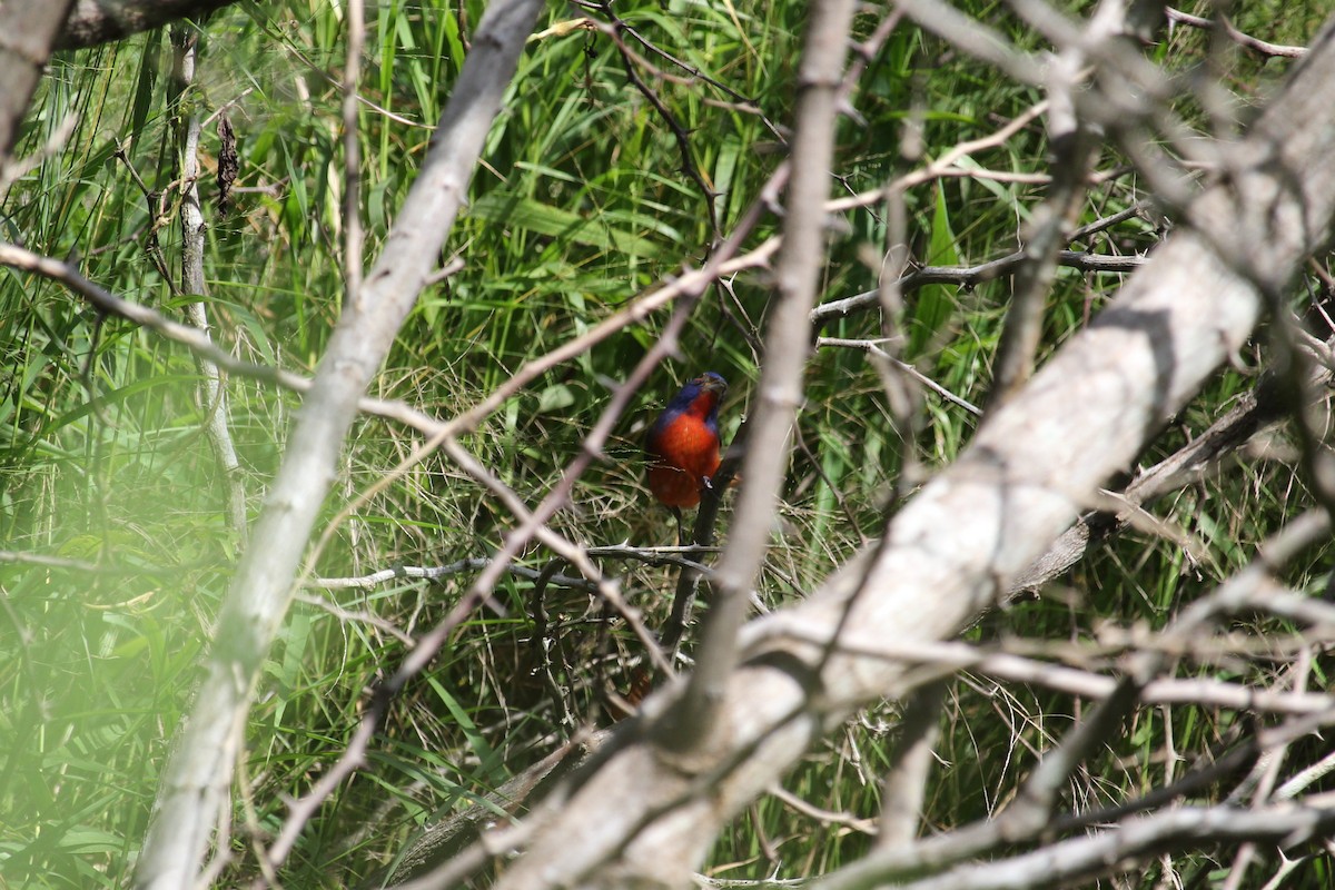 Painted Bunting - ML405157931