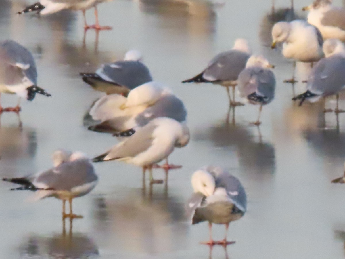 Herring Gull - ML405159101