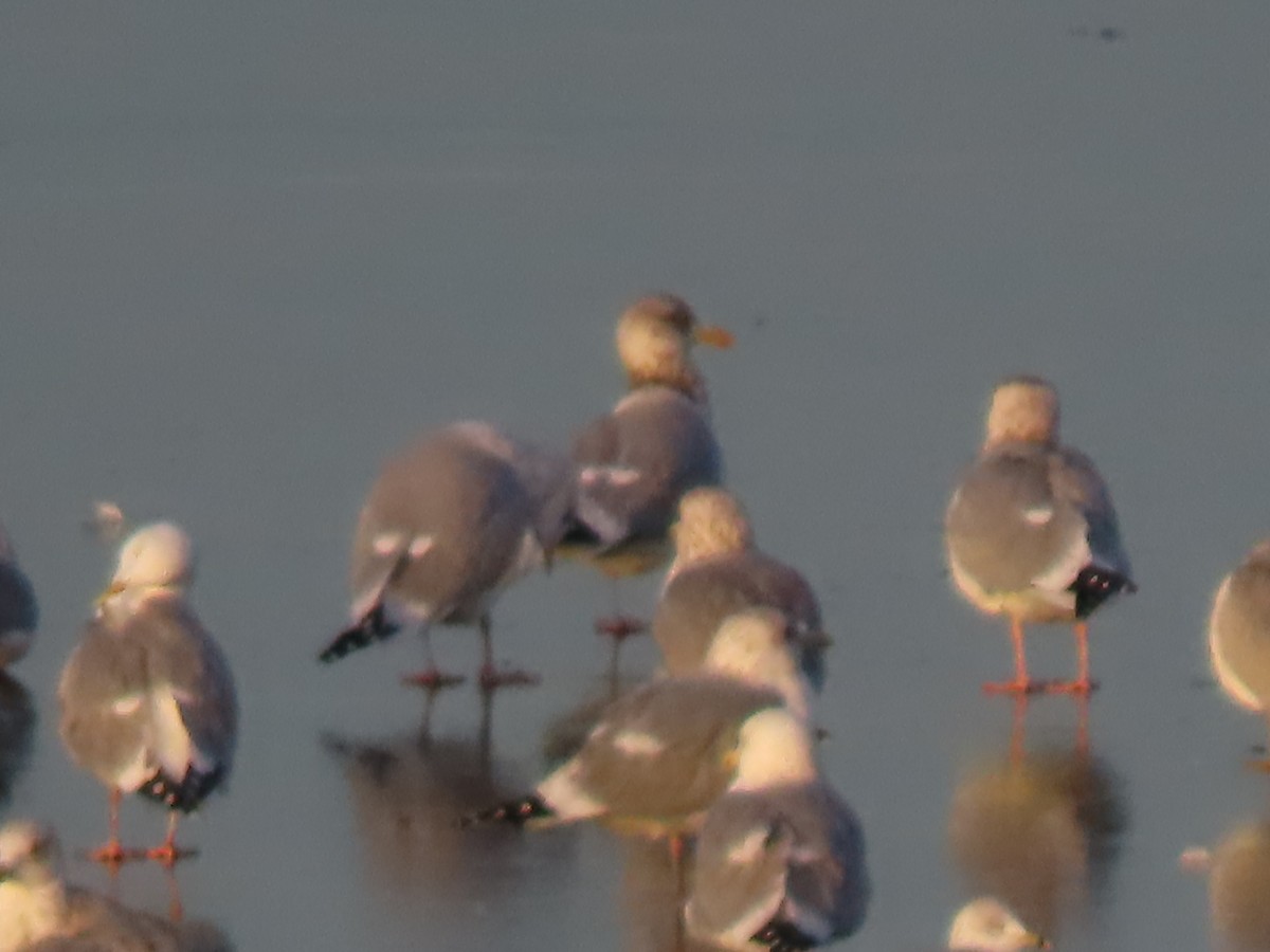 Herring Gull - ML405159191