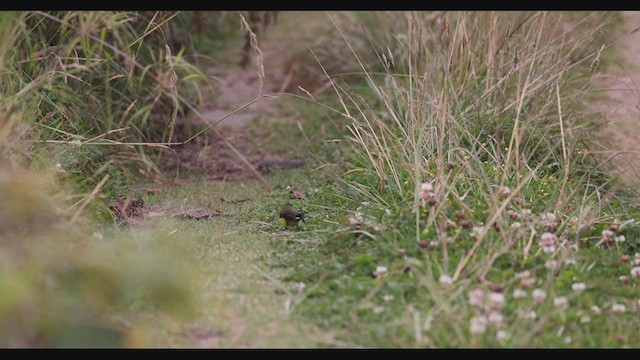 Yellow-crowned Redstart - ML405160021