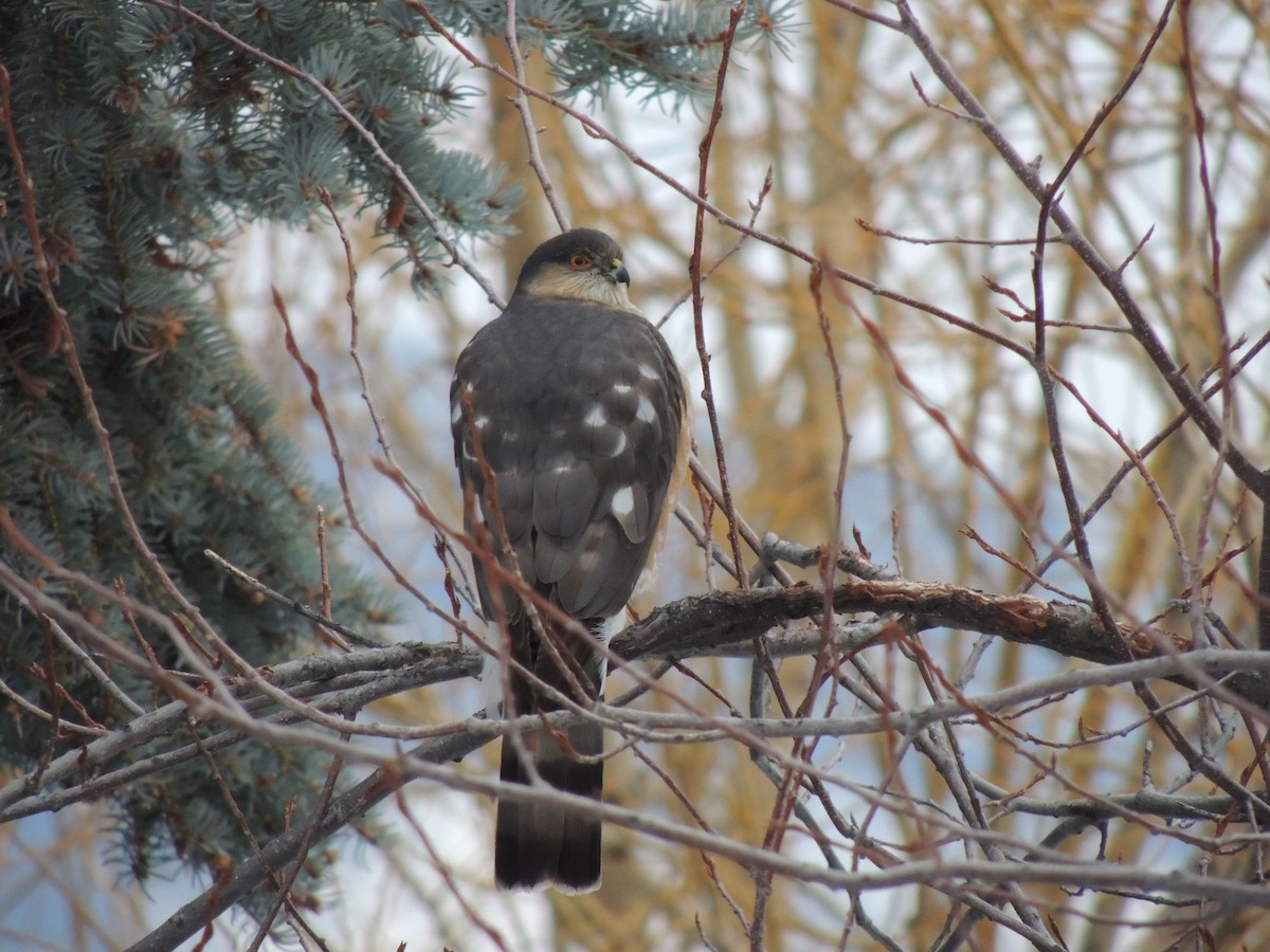 Sharp-shinned Hawk - ML405160741