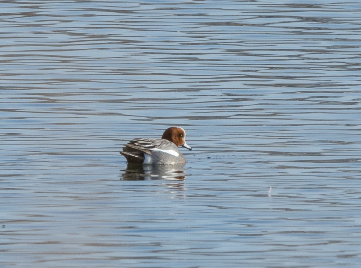 Eurasian Wigeon - Kevin Rutherford