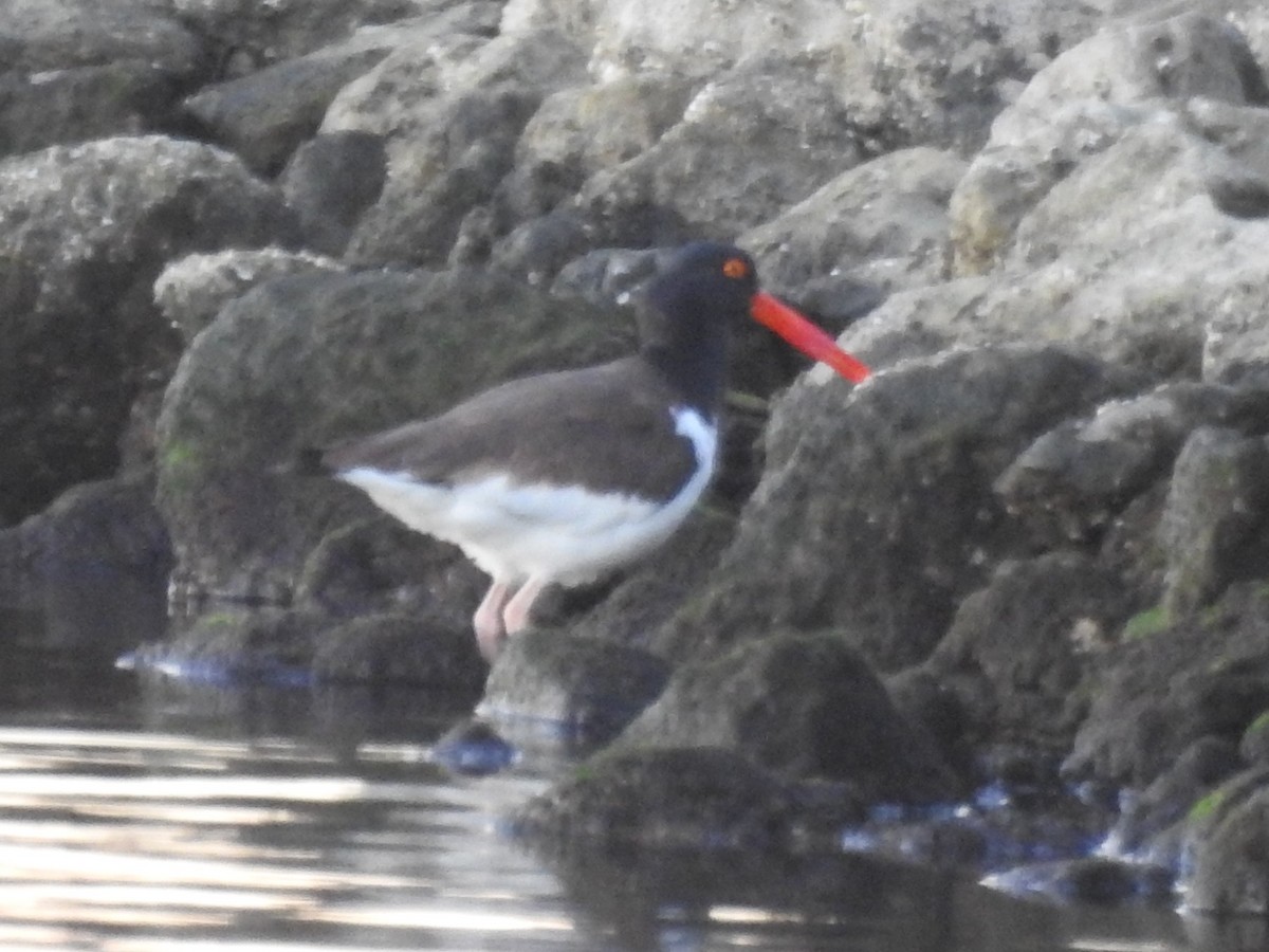 American Oystercatcher - ML405160891