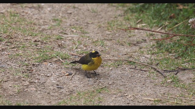 Paruline à cimier jaune - ML405160981