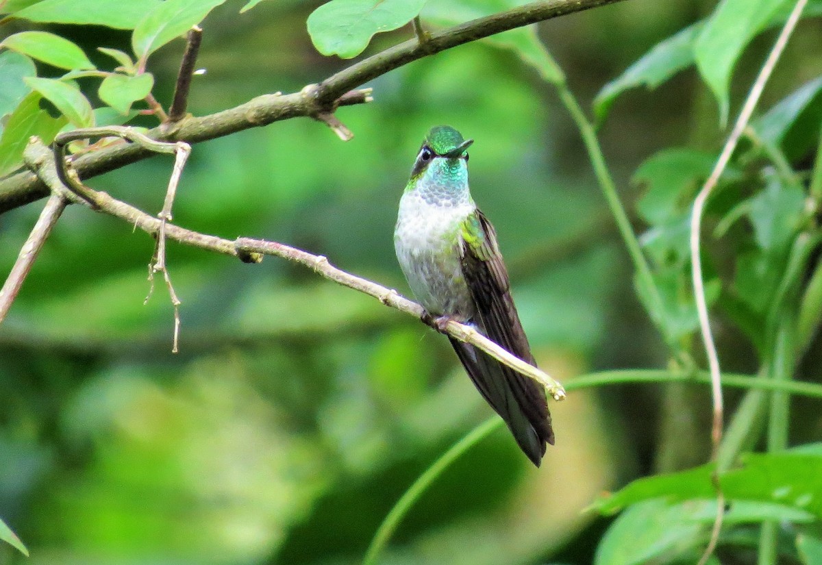 Green-throated Mountain-gem - ML40516111