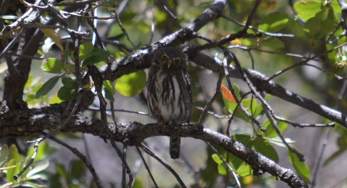 Northern Pygmy-Owl - ML40516211
