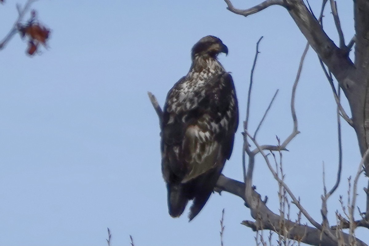 Bald Eagle - ML405163541