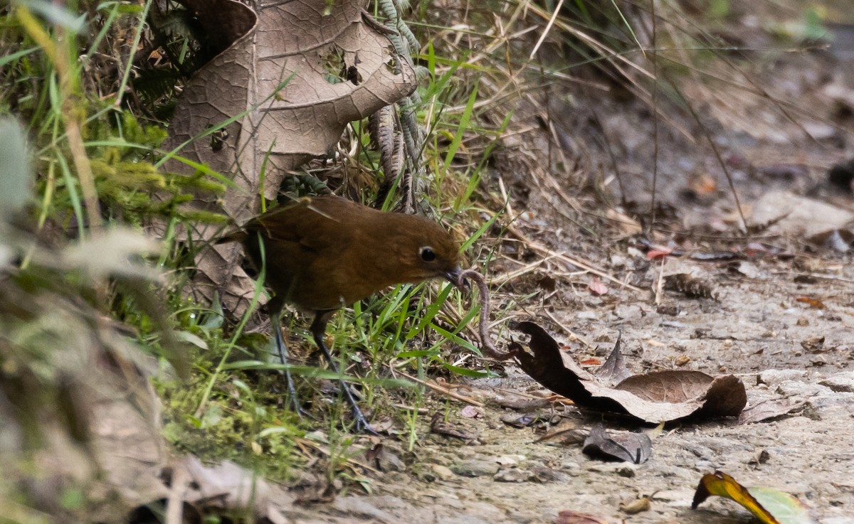 Sierra Nevada Antpitta - Jay McGowan