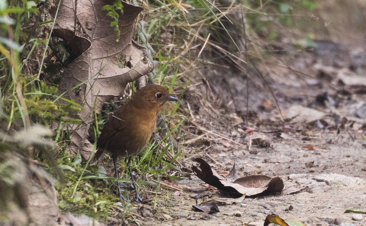 Sierra Nevada Antpitta - Jay McGowan