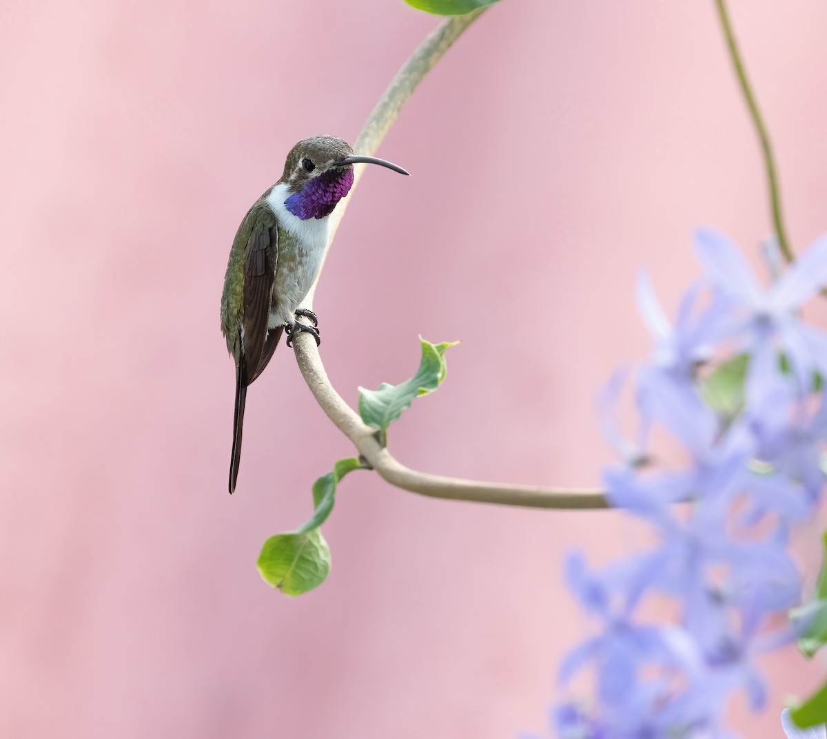 Mexican Sheartail - Richard  Davis