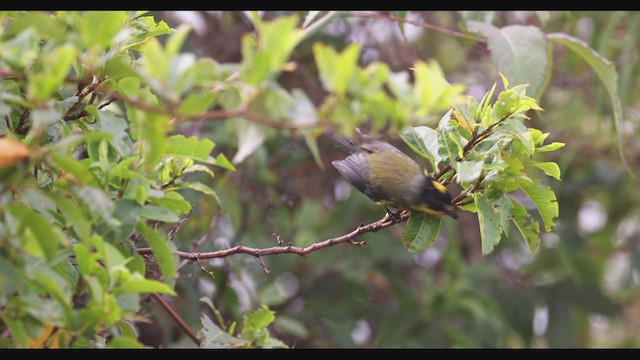 Paruline à cimier jaune - ML405165201