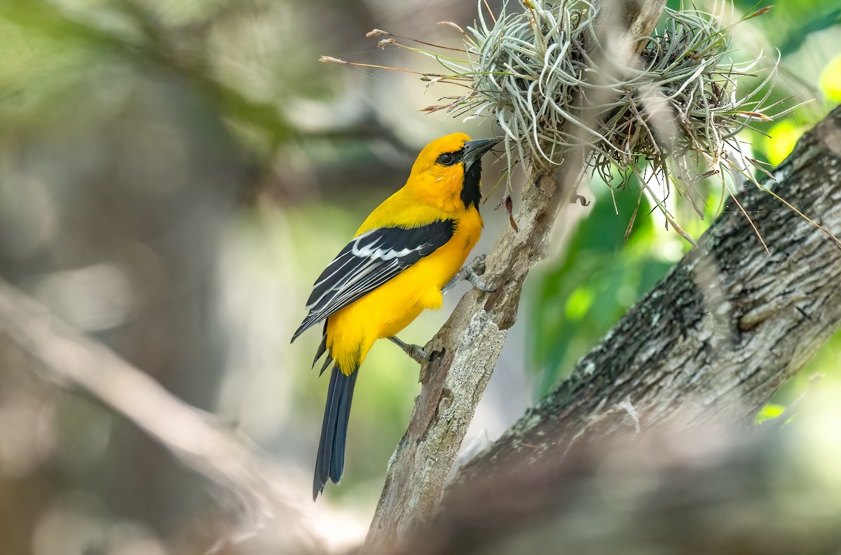 Yellow Oriole - Wim van Zwieten