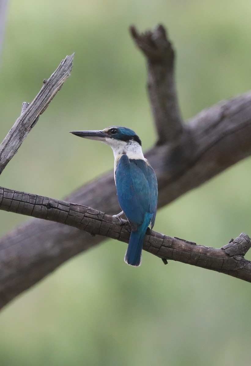 Sacred Kingfisher - ML405166521