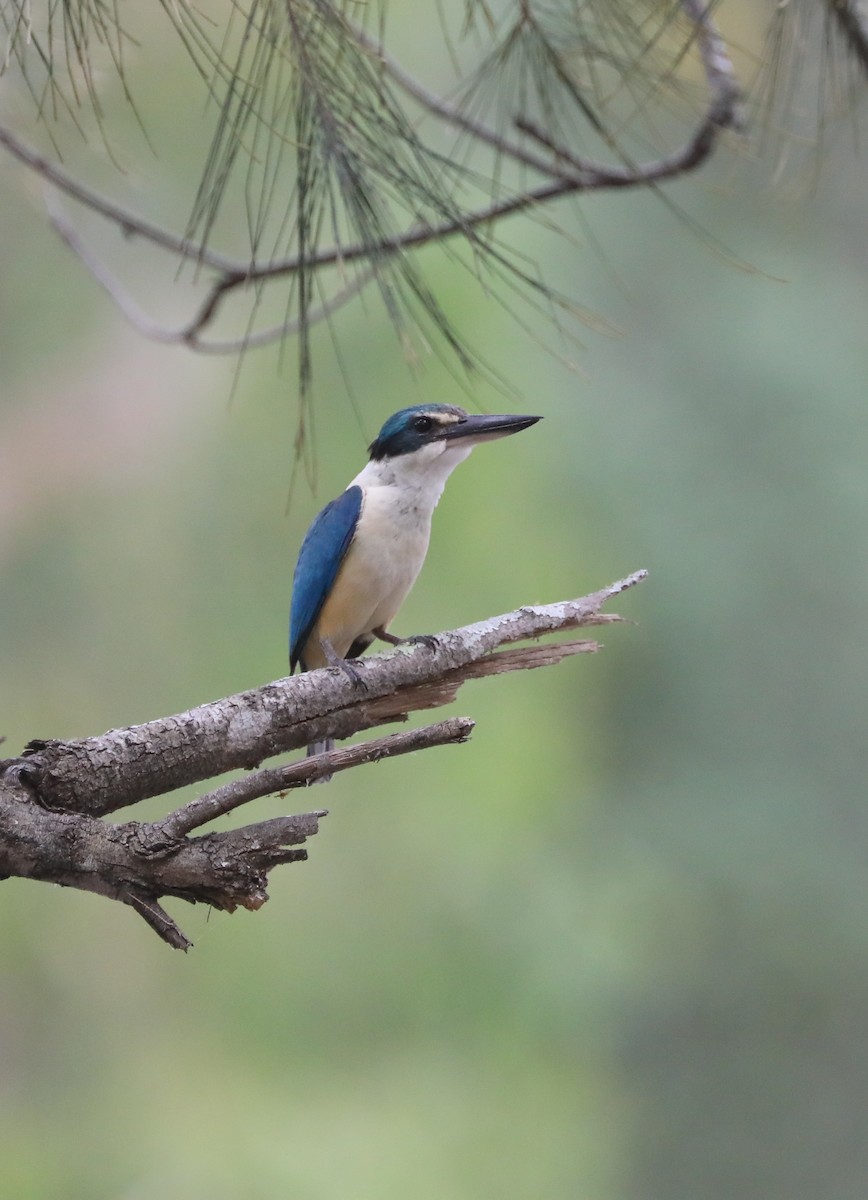 Sacred Kingfisher - ML405166551