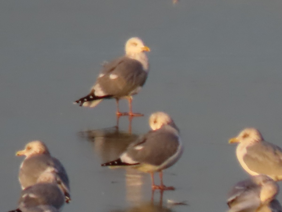 Herring Gull - ML405166591