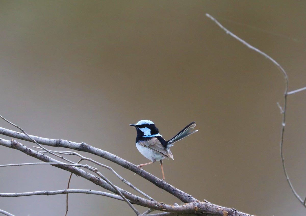 Superb Fairywren - ML405166661