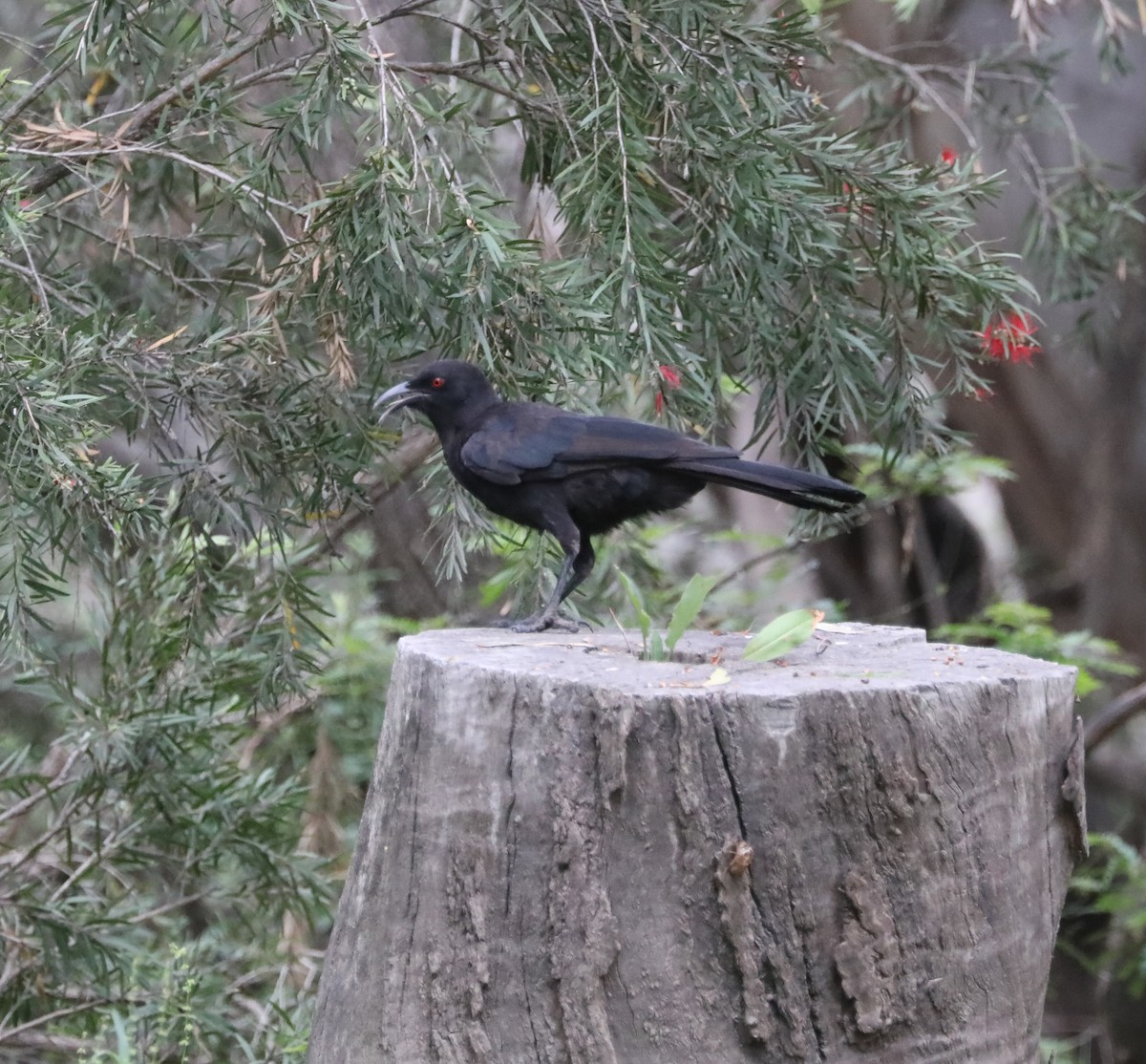 White-winged Chough - ML405167051