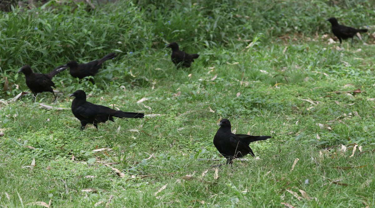 White-winged Chough - ML405167171