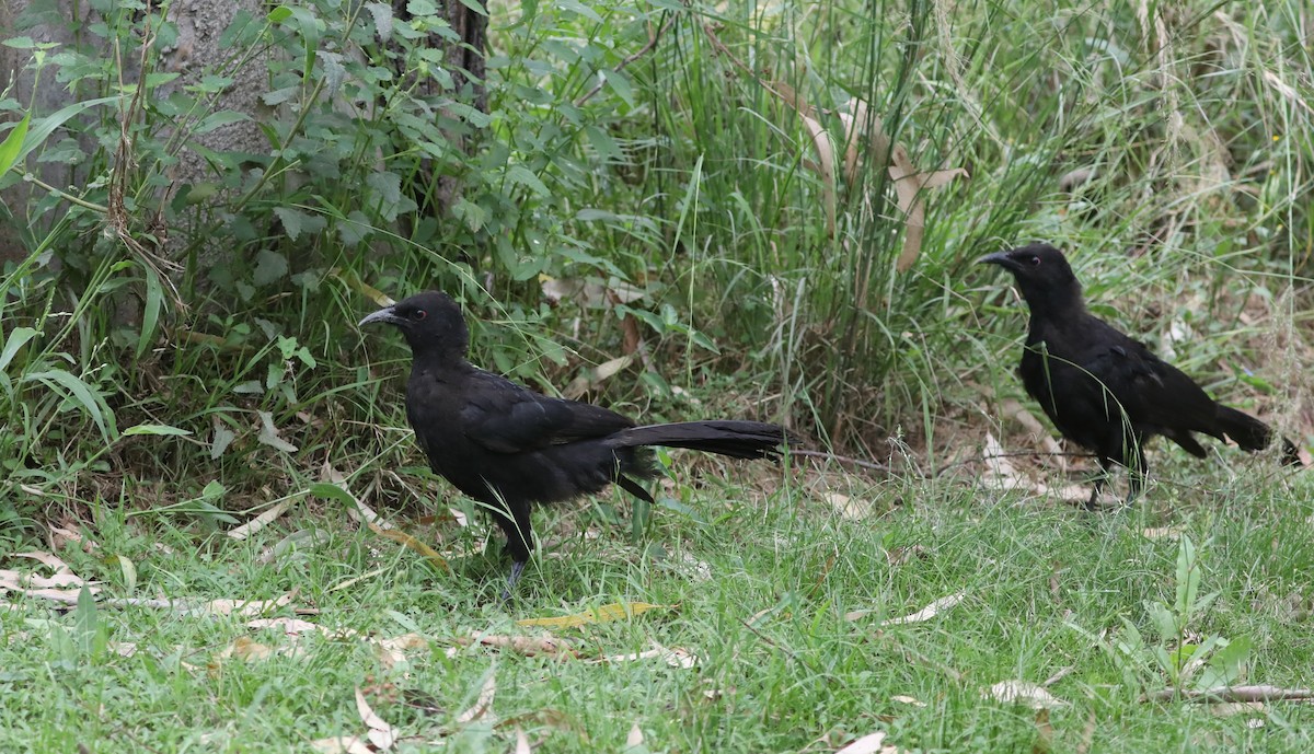 White-winged Chough - ML405167271