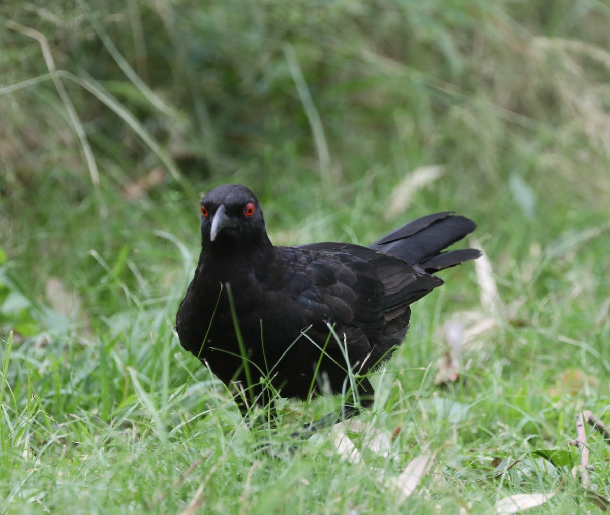 White-winged Chough - ML405167421