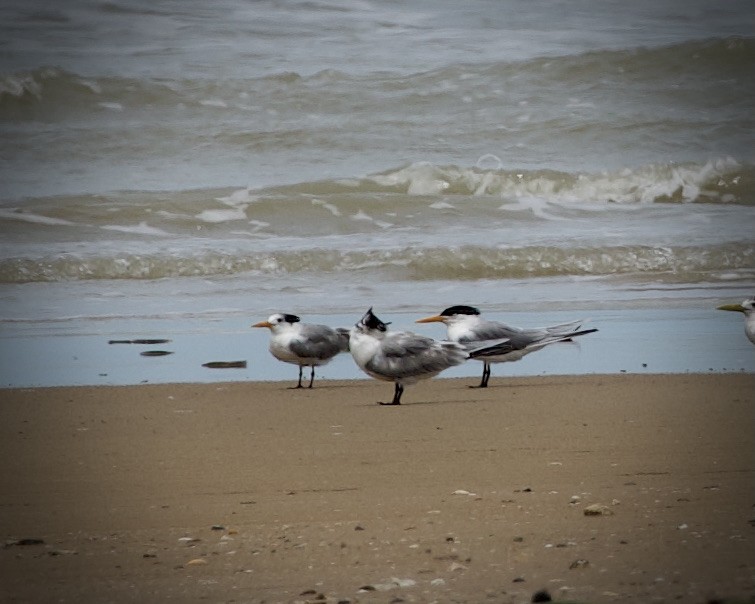 Lesser Crested Tern - ML405168481