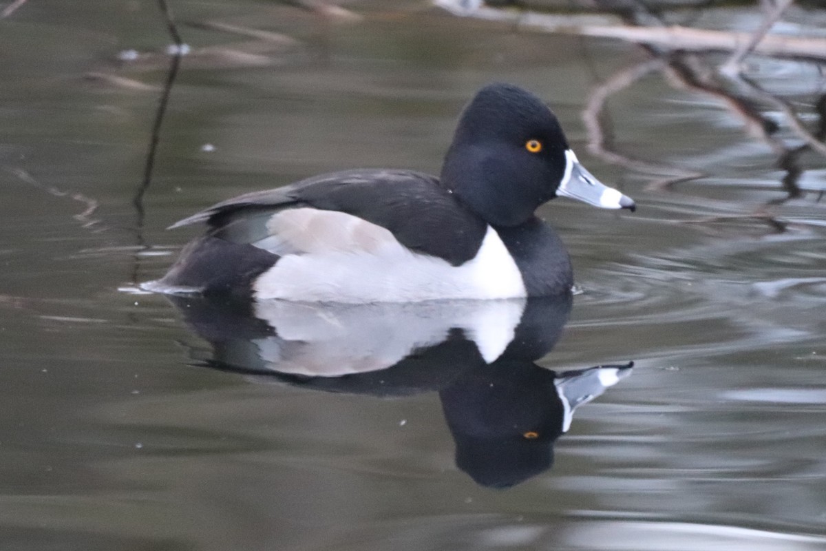 Ring-necked Duck - George Johnson
