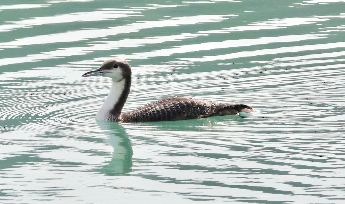 Pacific Loon - ML405170751