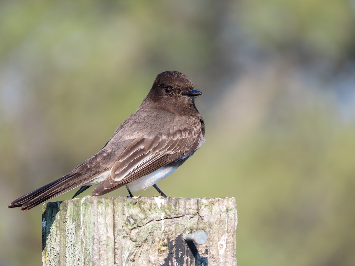 Black Phoebe - Annika Abbott