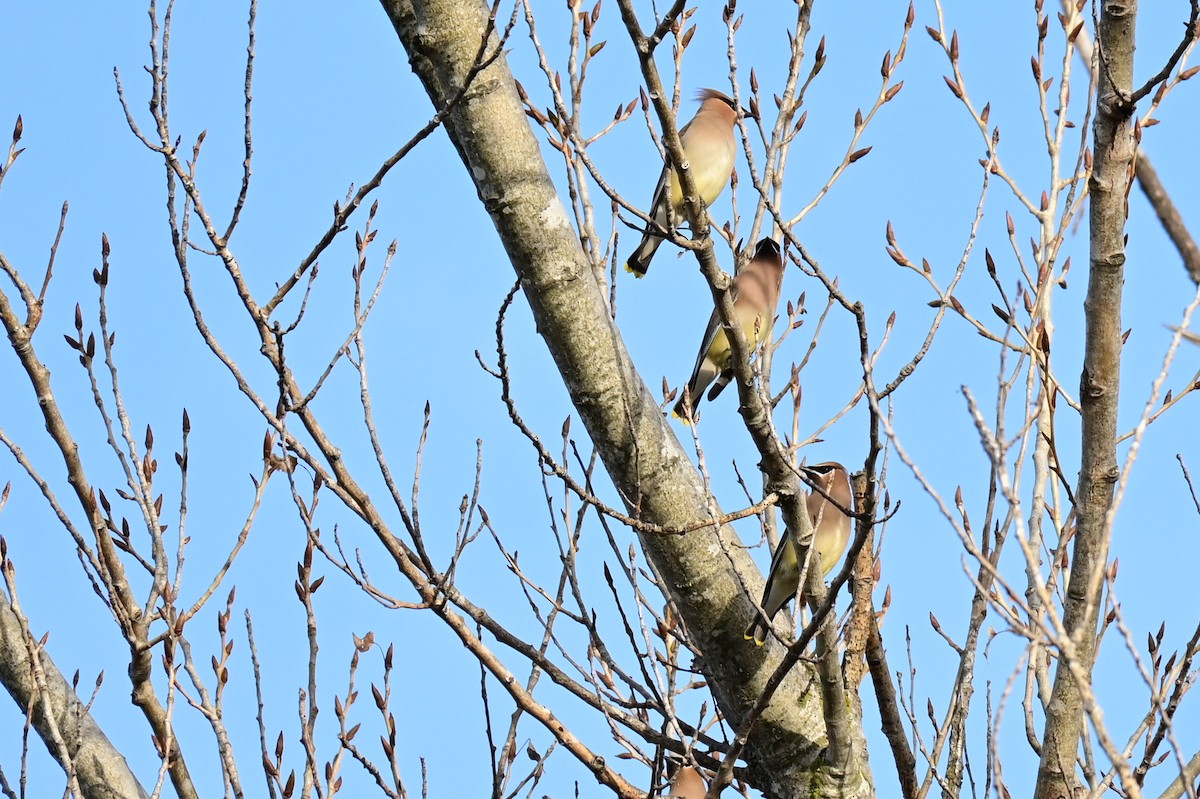 Cedar Waxwing - ML405171821