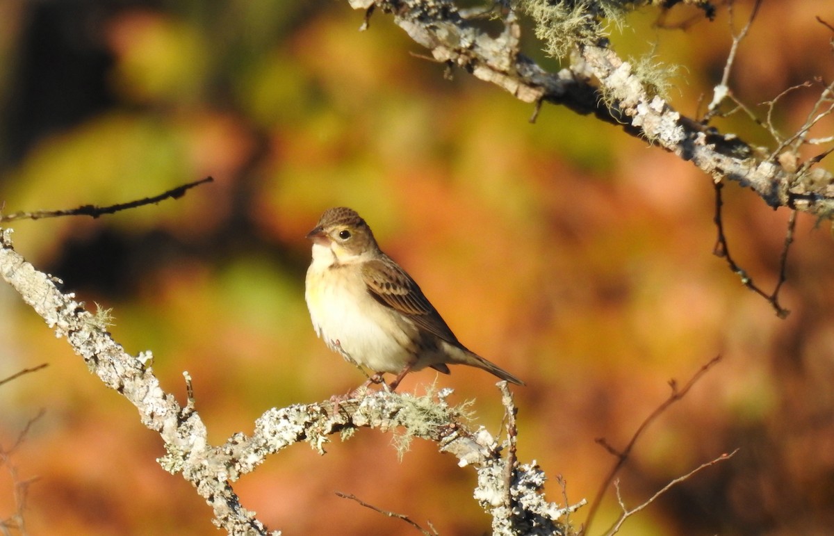Dickcissel - ML40517211