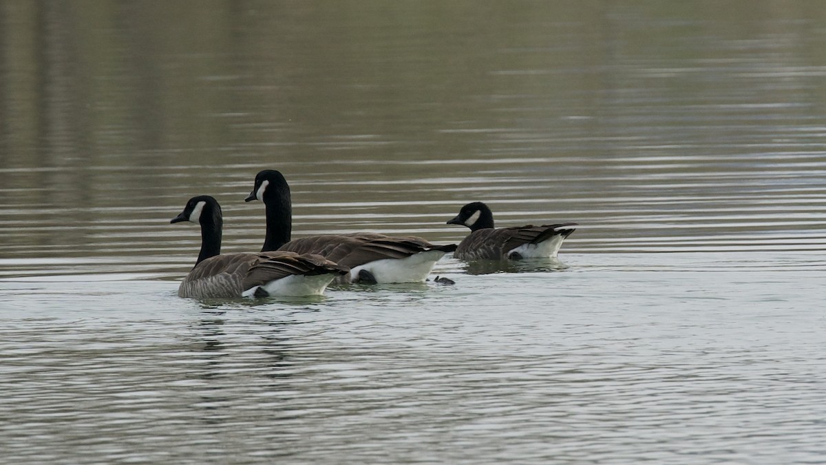 Cackling Goose - ML405172441