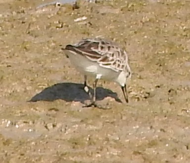 Sanderling - ML40517251