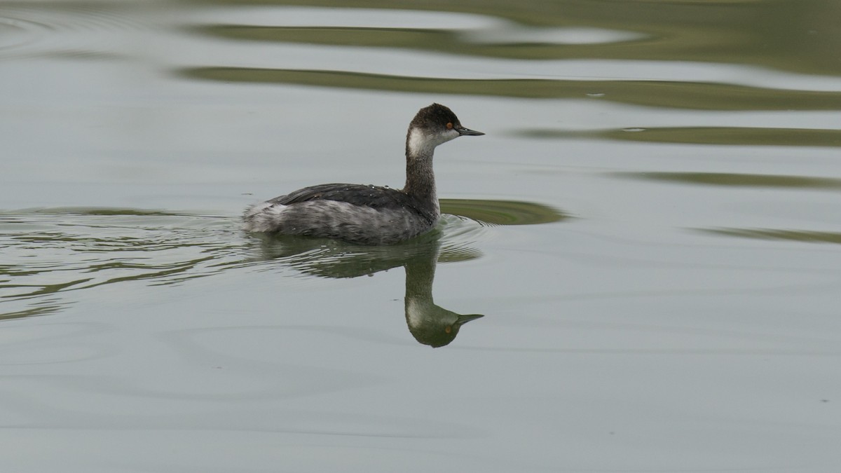 Eared Grebe - Jane Mygatt