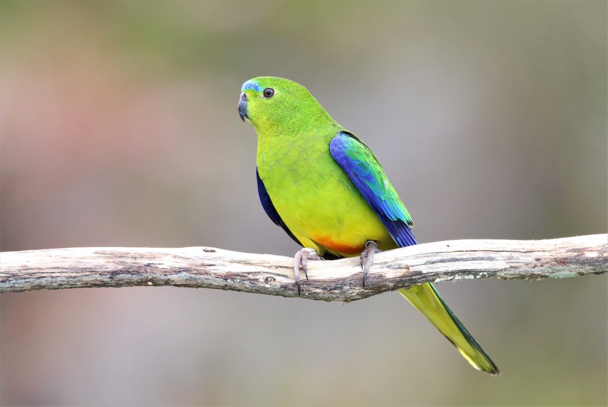 Orange-bellied Parrot - Brendan Cook